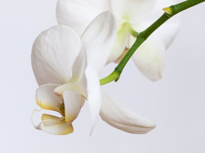 Orquídea