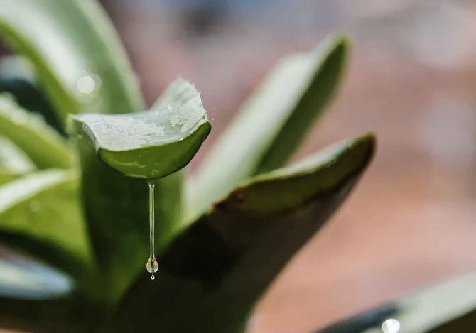 Aloe Vera