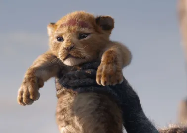 Le Roi Lion : On vous présente le lionceau filmé pour créer Simba