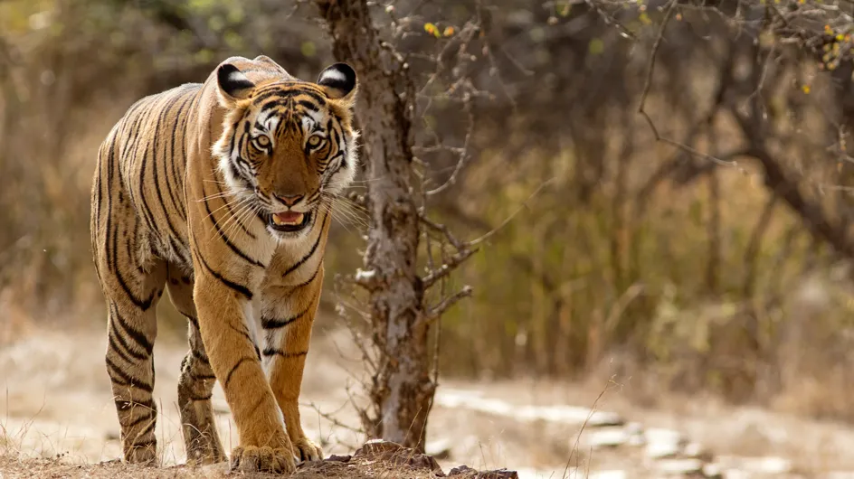 En Inde, le nombre de tigres sauvages a augmenté de 30% en 4 ans