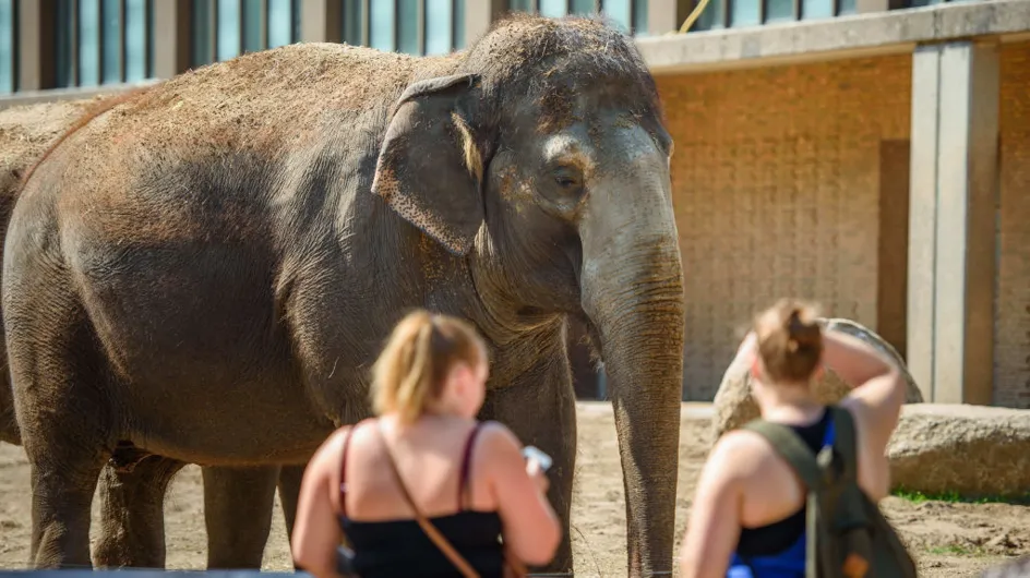 Bientôt l’interdiction de la vente d’éléphants à des zoos ?