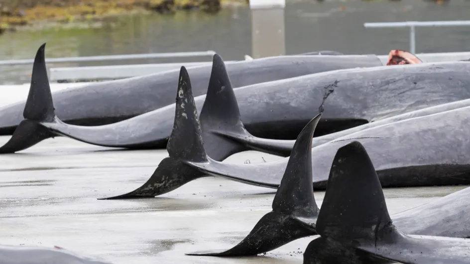De nouvelles photos de la tradition du massacre des dauphins choquent
