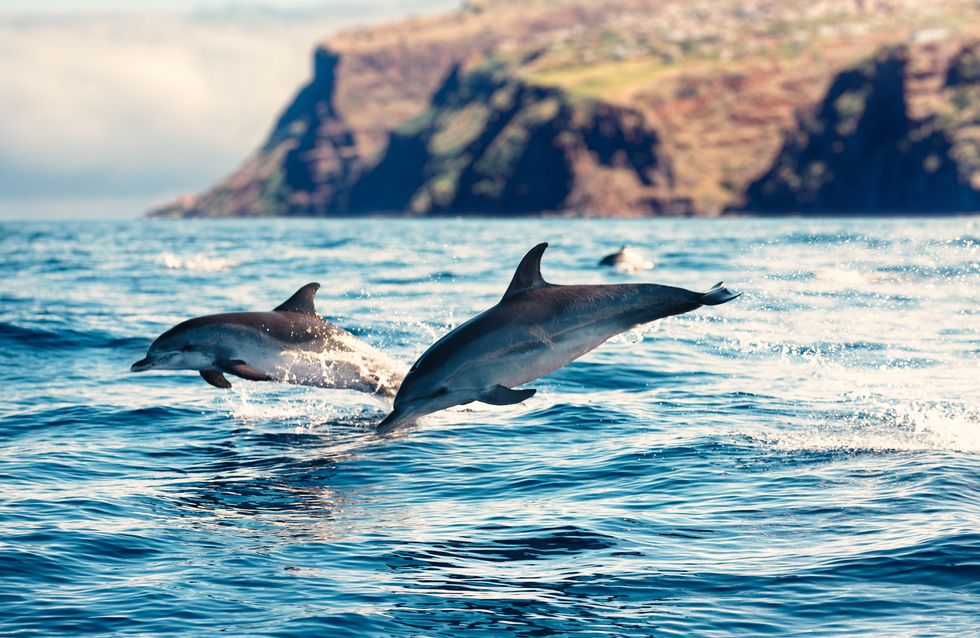 En Nouvelle-Zélande, il est désormais interdit de nager avec les dauphins