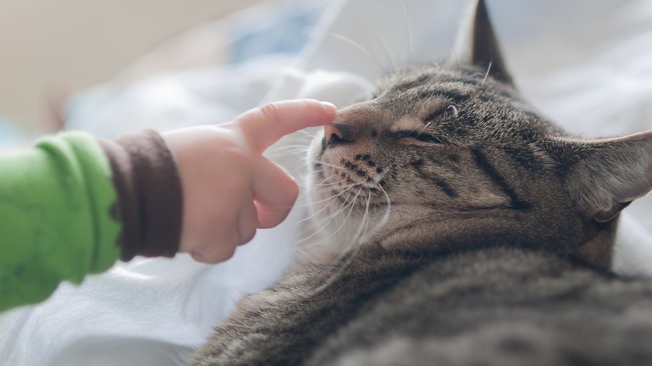 Comprendre Le Langage De Son Chat Et De Son Chien