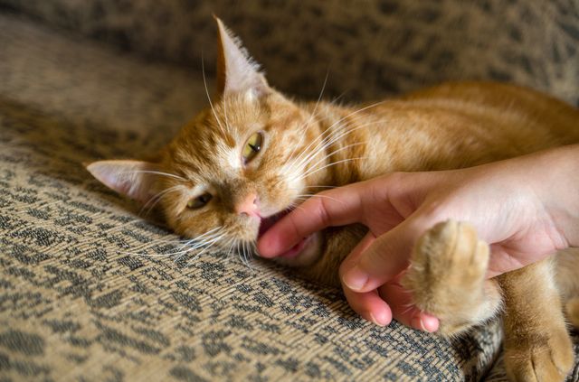 Comprendre Le Langage De Son Chat Et De Son Chien