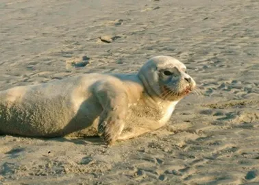 Le Bebe Phoque Martyrise Par Un Pecheur Est Mort