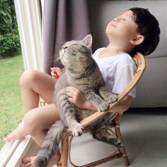 Famille de chats avec enfant