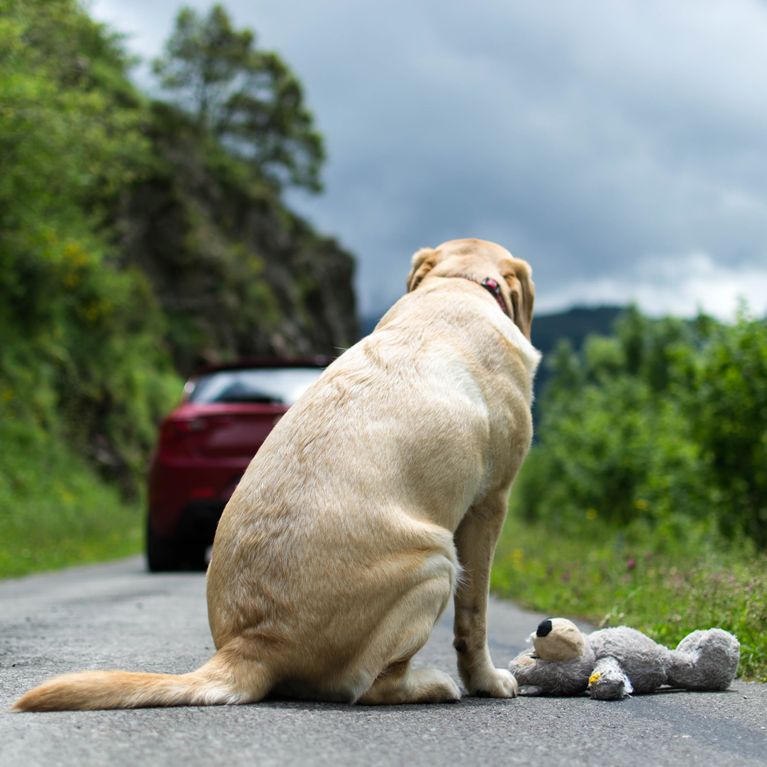 Animaux abandonnés le gouvernement veut punir les maîtres