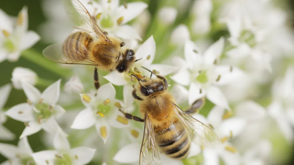 Cosméticos con veneno de abeja, ¿cómo funcionan?