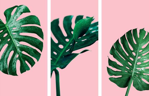 Monstera Pflegen So Fuhlt Sich Die Zimmerpflanze Wohl