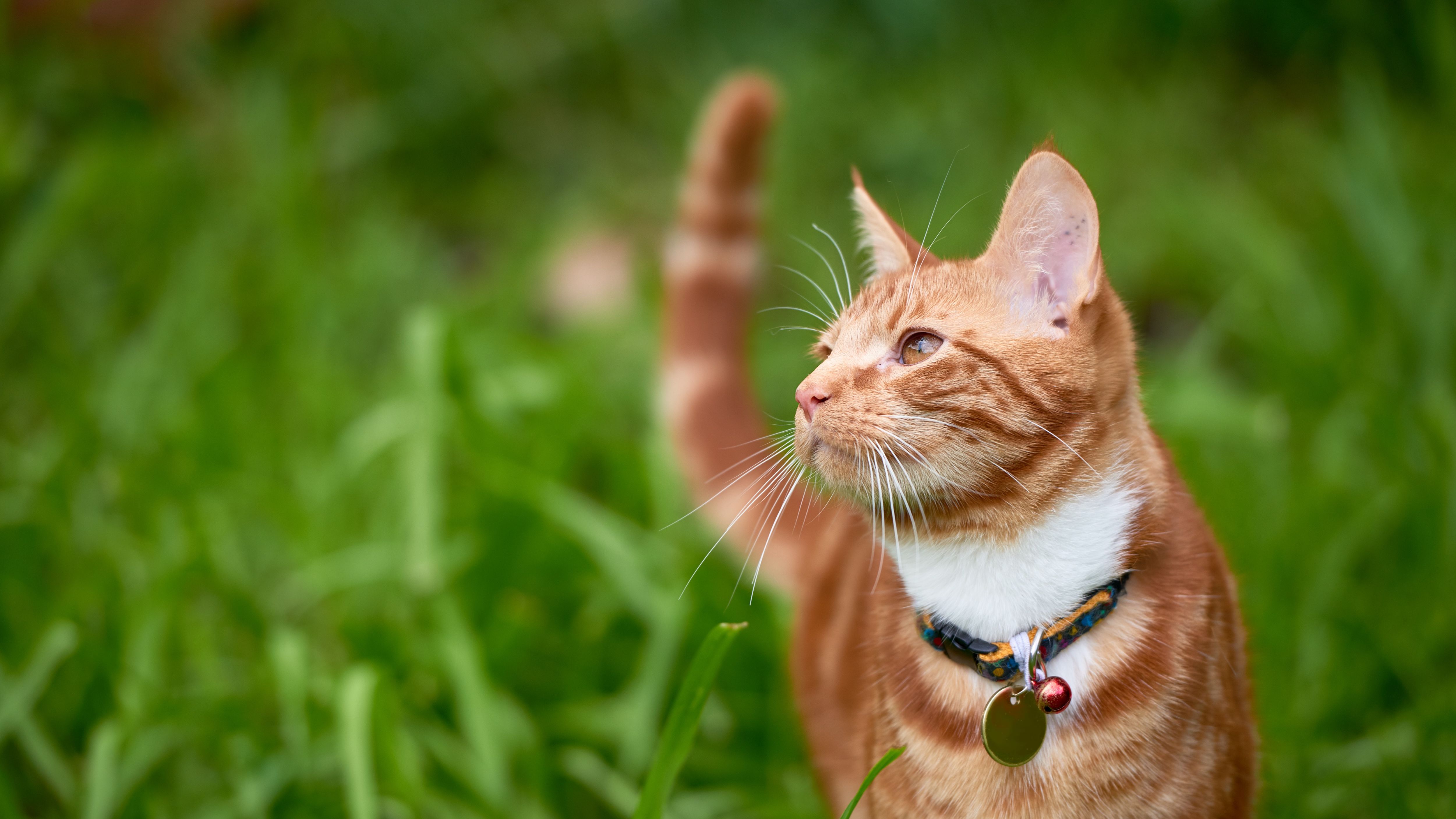 Laisser Son Chat Dehors En Liberte Est En Fait Interdit En Europe