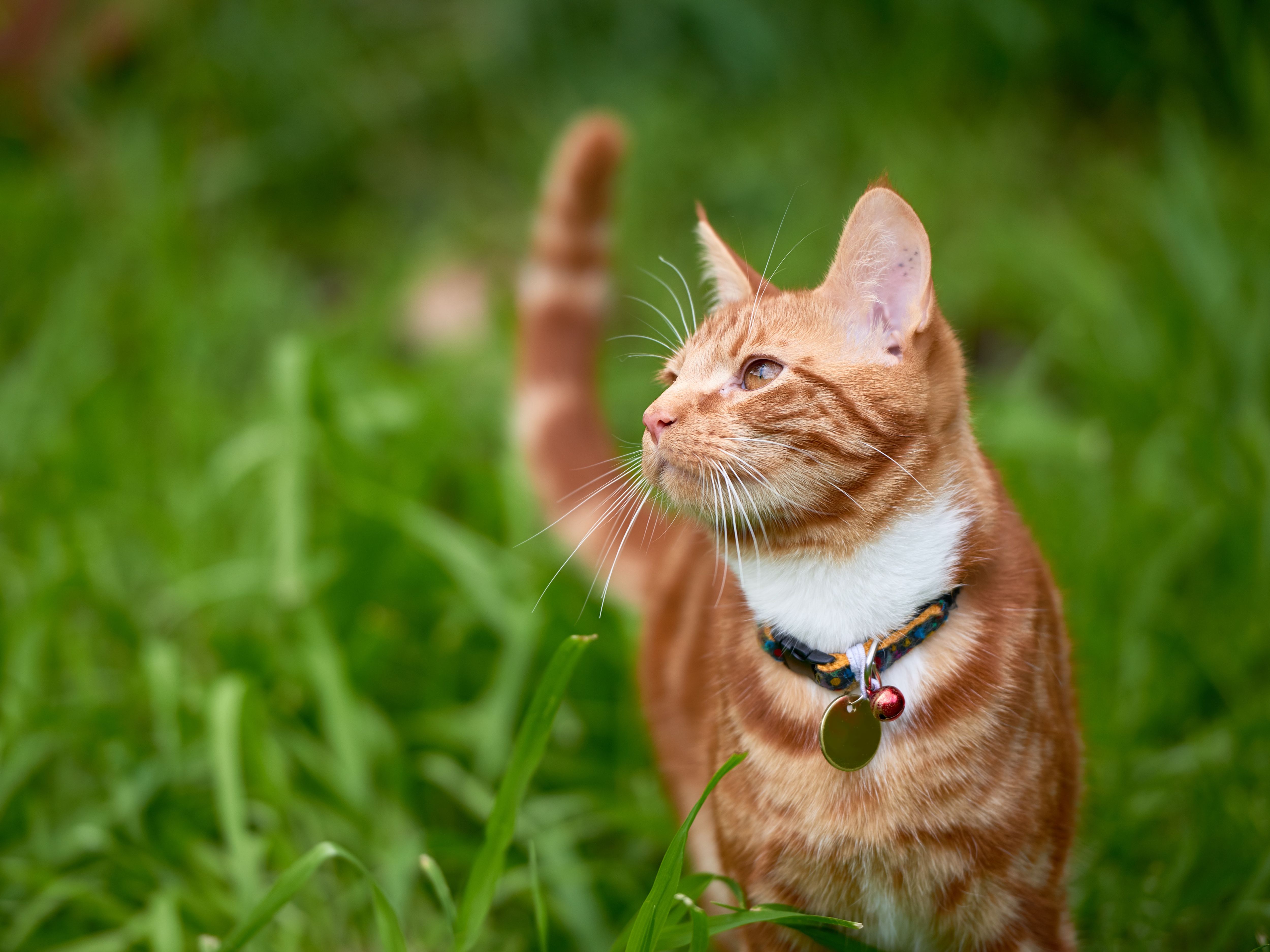 Laisser Son Chat Dehors En Liberte Est En Fait Interdit En Europe