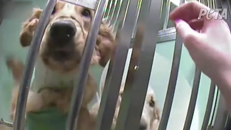 À l’approche du Téléthon, Peta appelle à manifester contre les tests sur les chiens