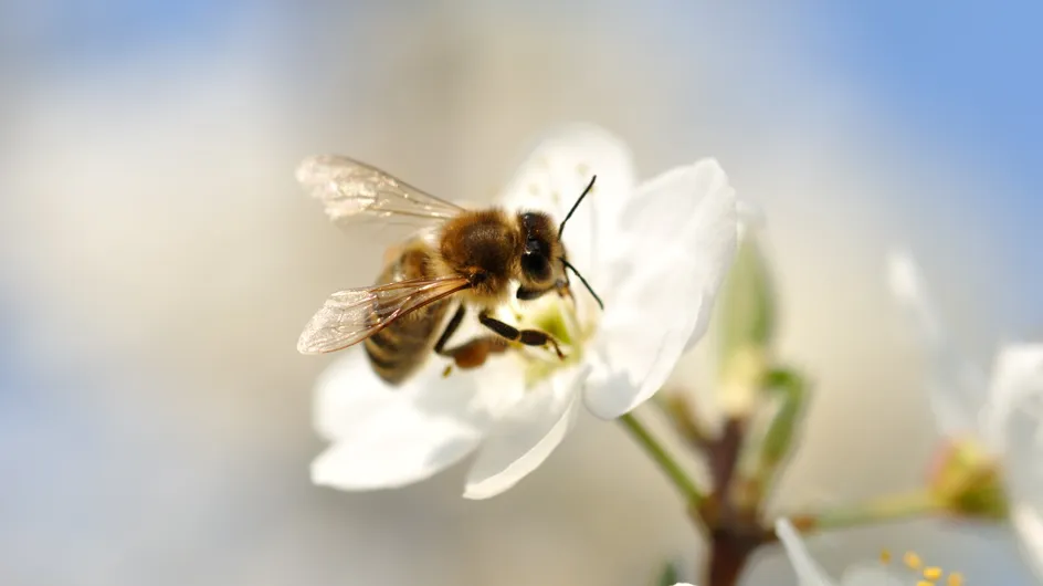 Pour protéger les abeilles, la justice française interdit la vente de deux pesticides