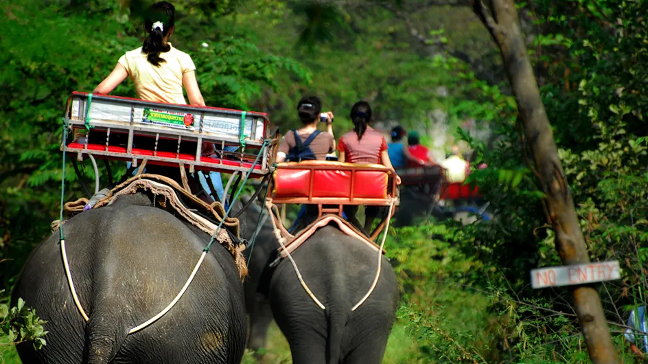 Le Cambodge va enfin interdire les balades à dos d'éléphants