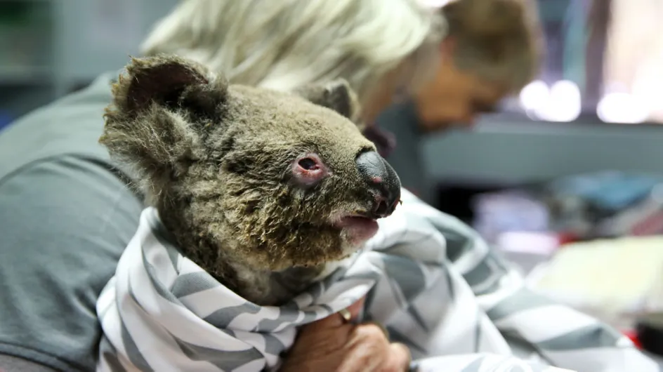 Près d’un tiers des koalas pourraient avoir péri dans les incendies en Australie