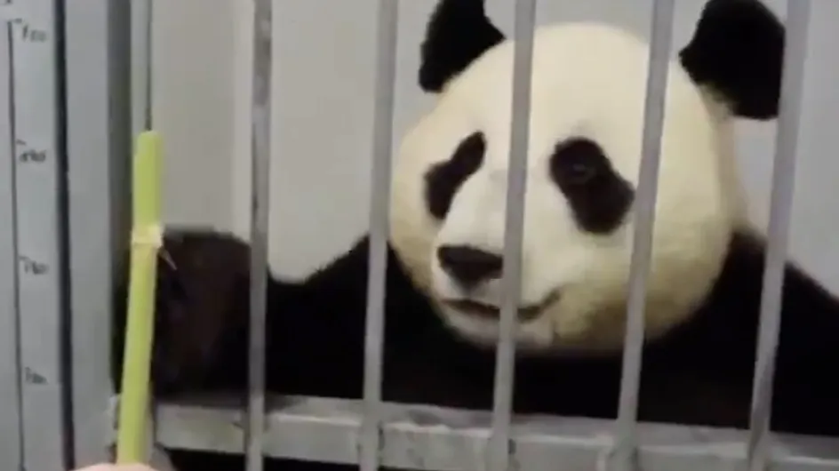 La vidéo d'un panda forcé de peindre engendre une indignation totale