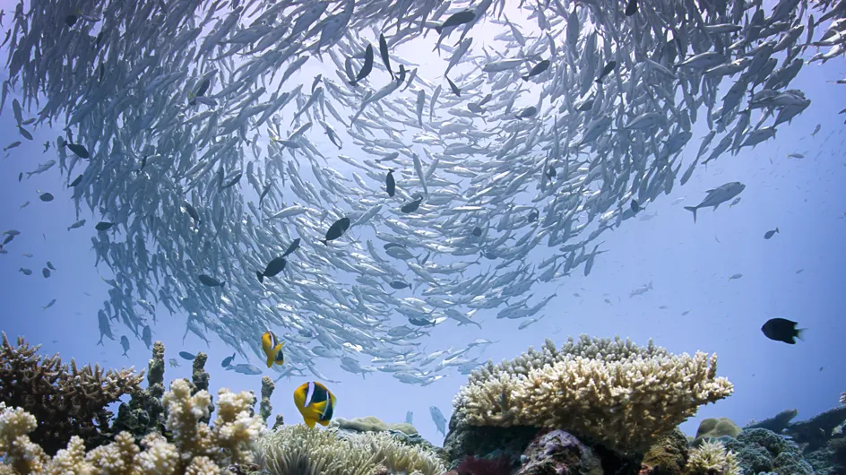 En Micronésie, Palau interdit certaines crèmes solaires afin de protéger les coraux