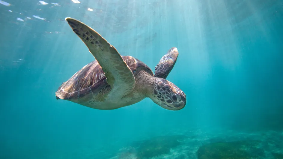 Au Mexique, presque 300 tortues meurent à cause d'une "marée rouge"