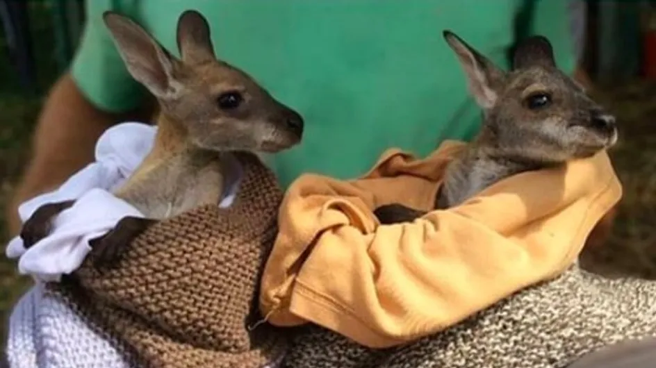 Elles fabriquent des poches en tissu pour les bébés marsupiaux orphelins en Australie