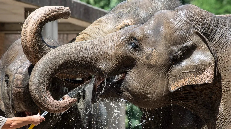 En France, un lieu dédié aux éléphants libérés des cirques va ouvrir ses portes