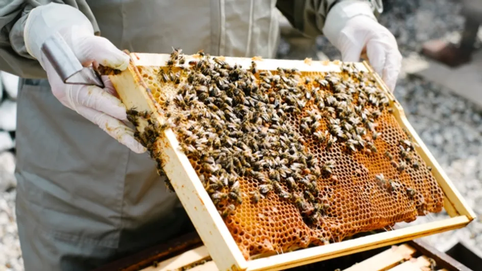 30 000 abeilles retrouvées mortes suite à un acte de vandalisme à Vanves