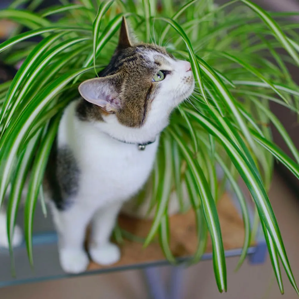 Ces 10 Plantes Toxiques Pour Votre Chat A Absolument Connaitre