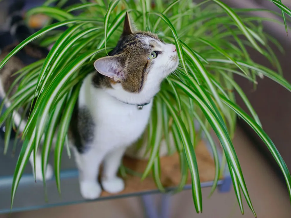 Ces 10 Plantes Toxiques Pour Votre Chat A Absolument Connaitre