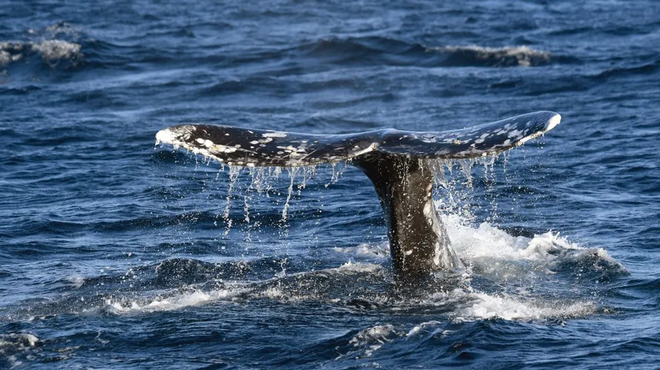 Islande : les pêcheurs ont le droit de chasser des baleines mais aucune n'a été capturée en 2019