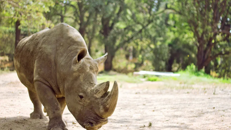 Un rhinocéros meurt "de faim et de fatigue" dans un zoo français