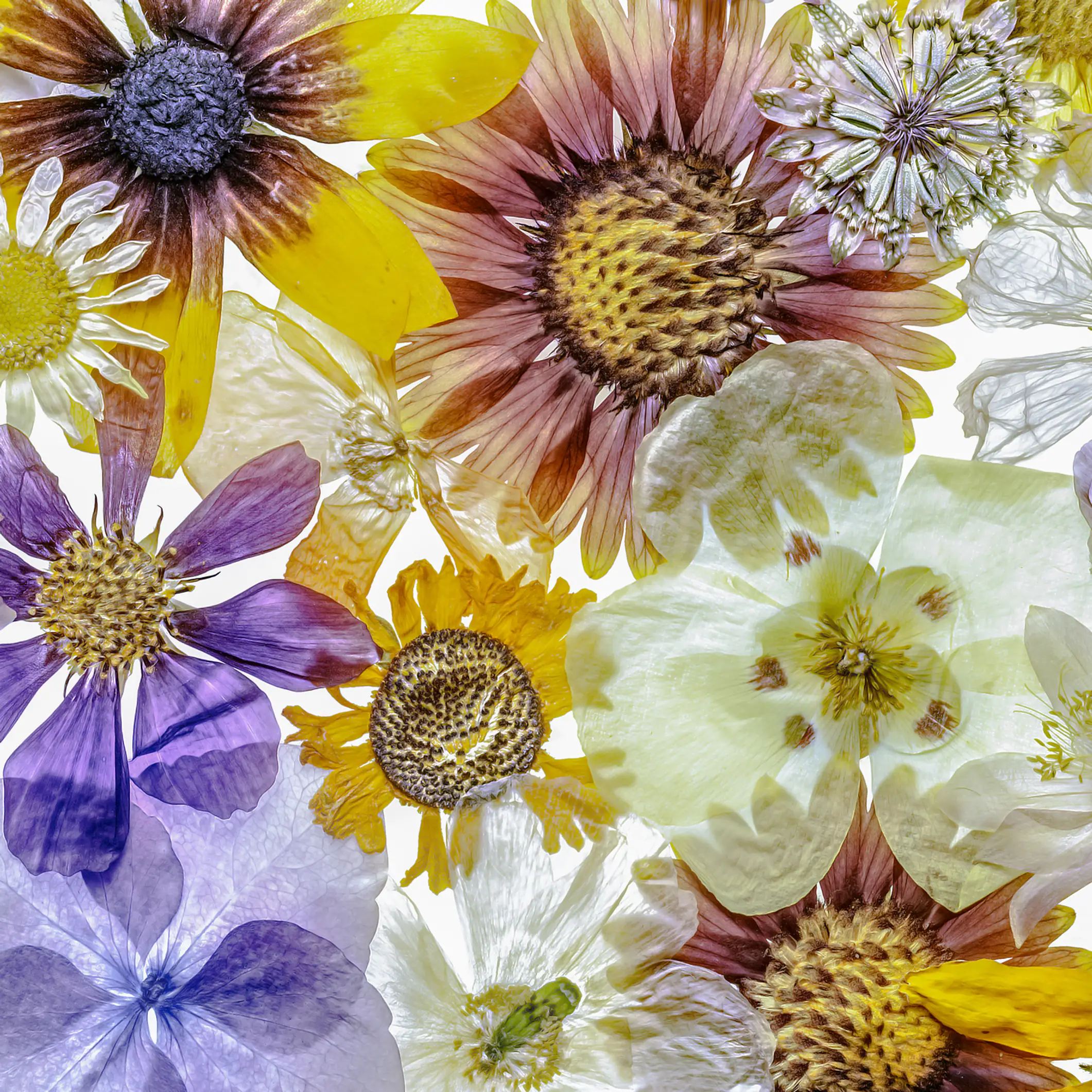 blumen pressen 4 methoden mit erfolgsgarantie