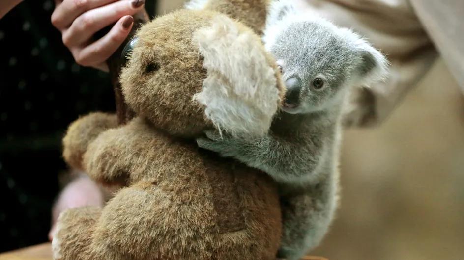 Orphelin, ce petit koala cherche du réconfort auprès d'un ours en peluche