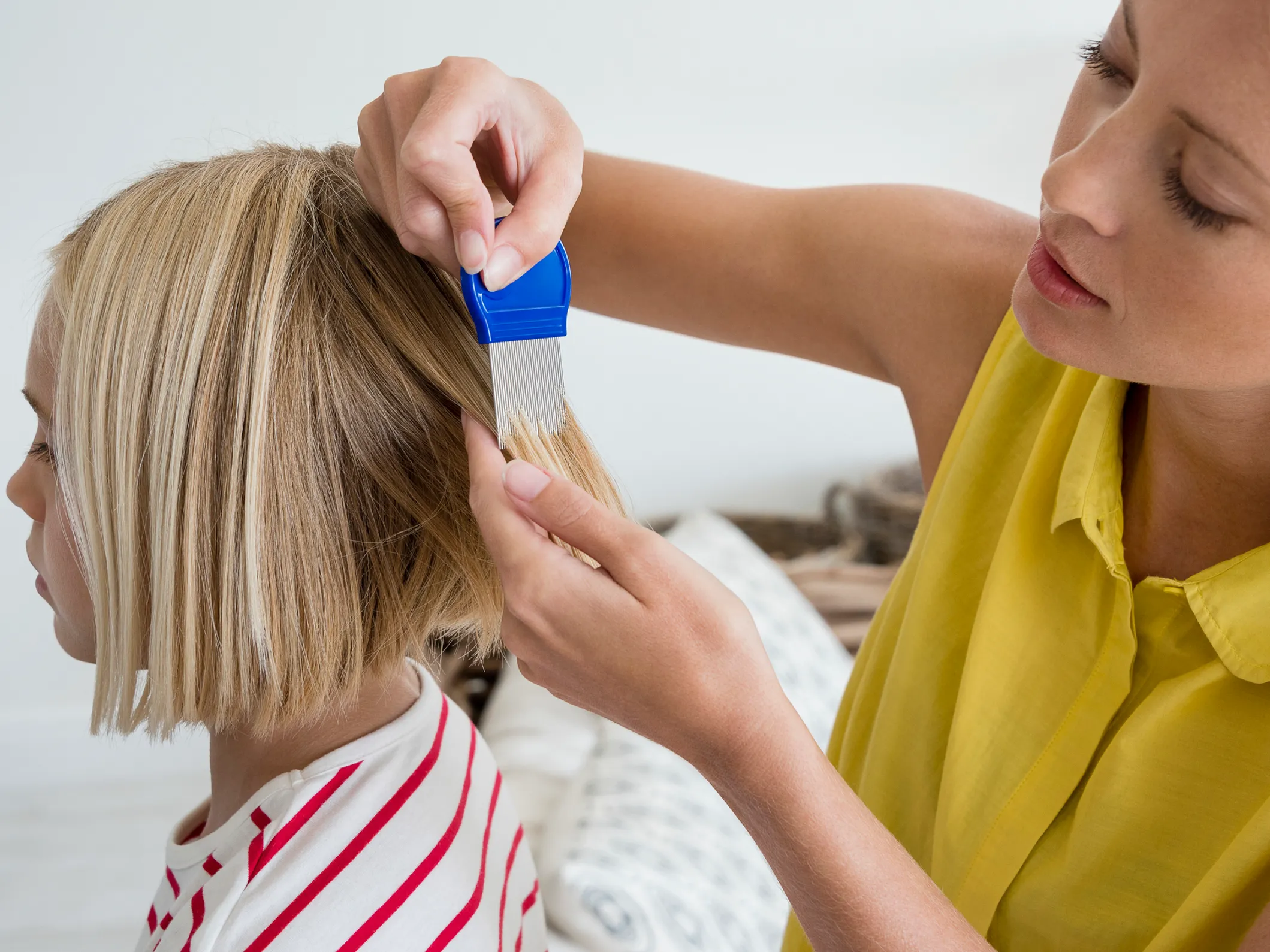 Come Eliminare I Pidocchi Tutti I Rimedi Piu Efficaci