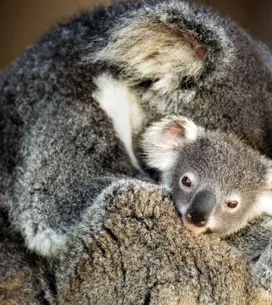 Las mejores y más tiernas fotos de animales con sus mamás