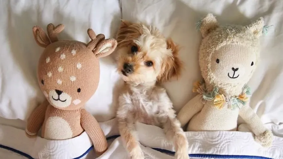 Cet hôtel accueille des chiens abandonnés et les propose à l'adoption aux clients