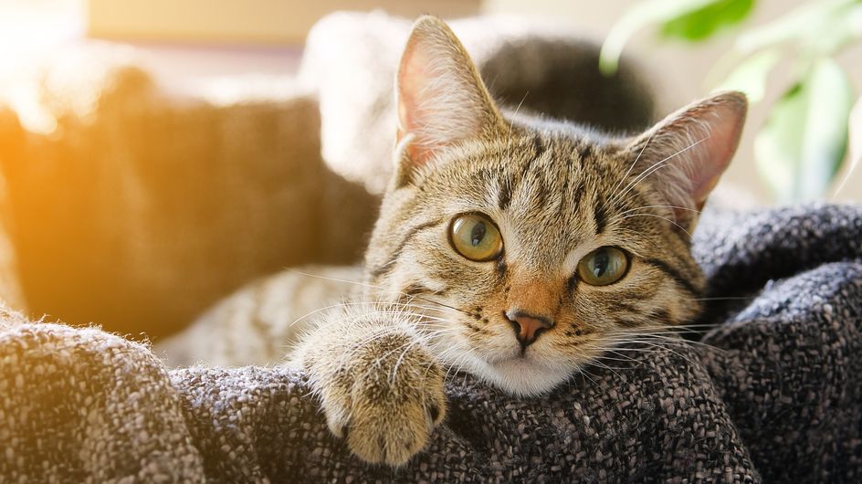 Quando I Gatti Non Ci Sono I Topi Ballano