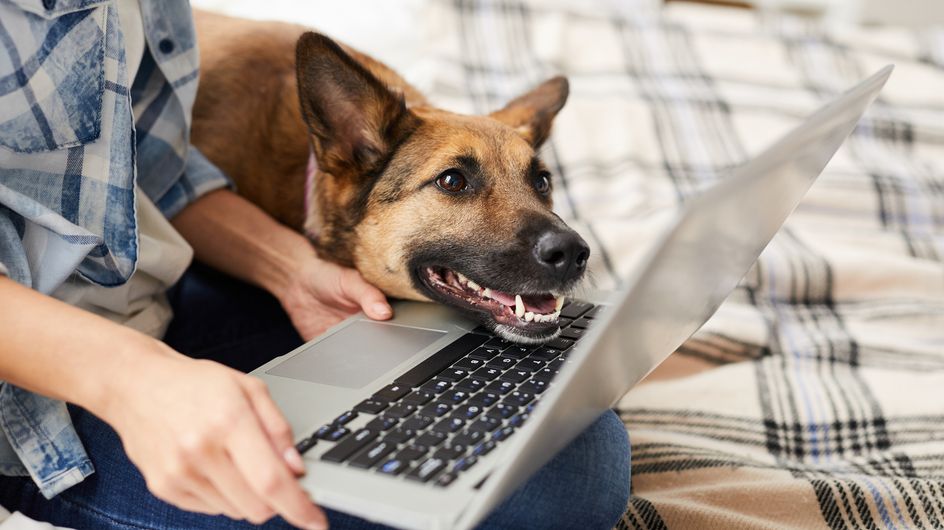 Coronavirus: 5 Tipps für Hundehalter