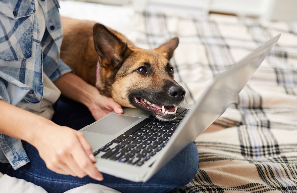 Coronavirus: 5 Tipps für Hundehalter