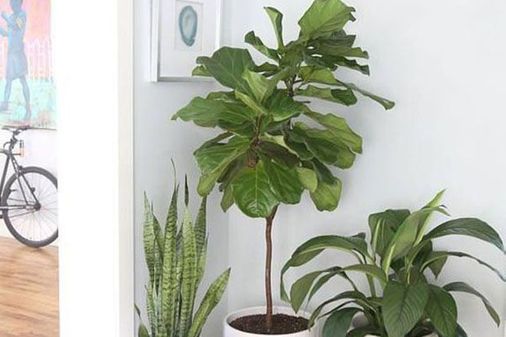 Decorar la entrada con plantas