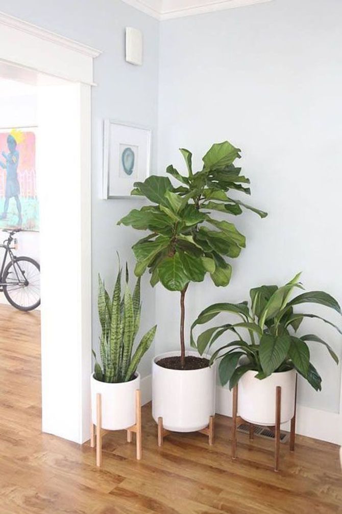 Decorar la entrada con plantas