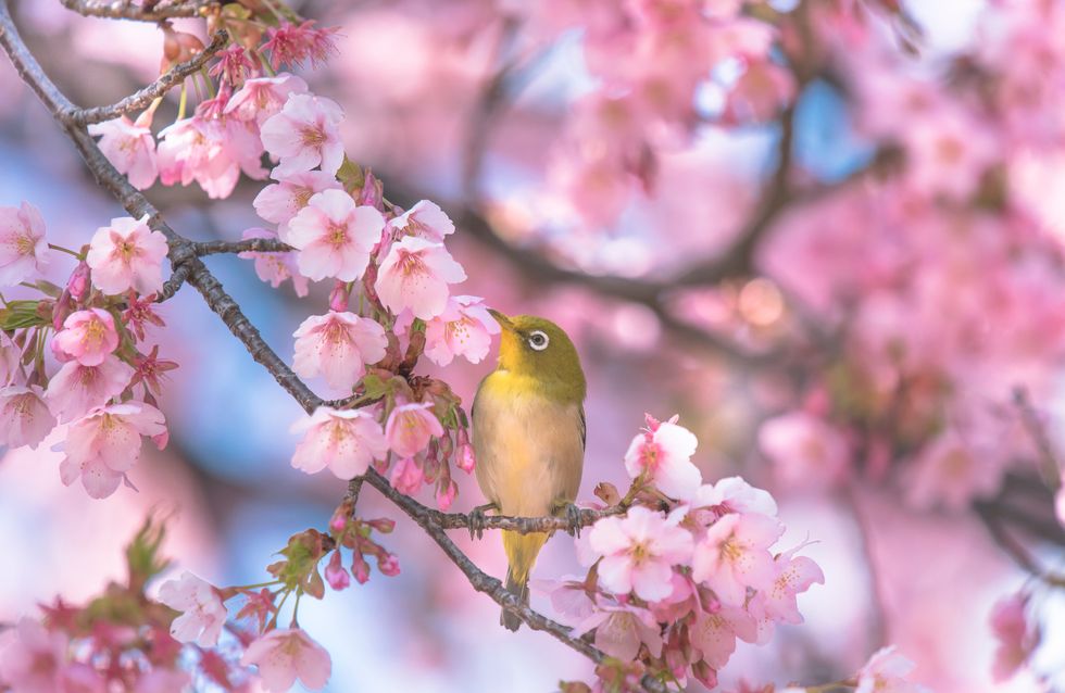 10 Poesie Sulla Primavera Per Celebrarne La Bellezza
