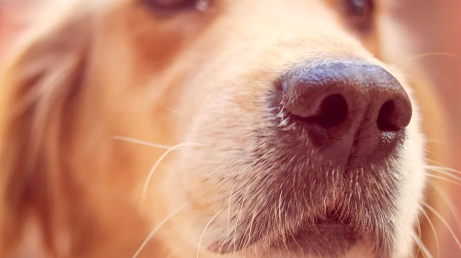 Des chiens capables de détecter les personnes infectées du Covid-19