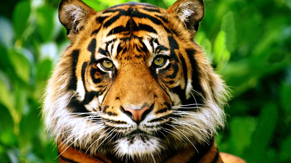 Un tigre d’un zoo de New York testé positif au virus