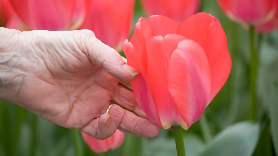 Cet horticulteur organise une distribution de tulipes dans les Ehpad