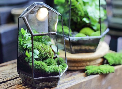 Pflanzen Im Glas Anleitung Fur Ein Ewiges Terrarium