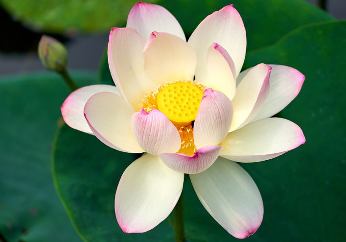 Flor de loto: simbolismo y significado de la flor del renacimiento •  musanews
