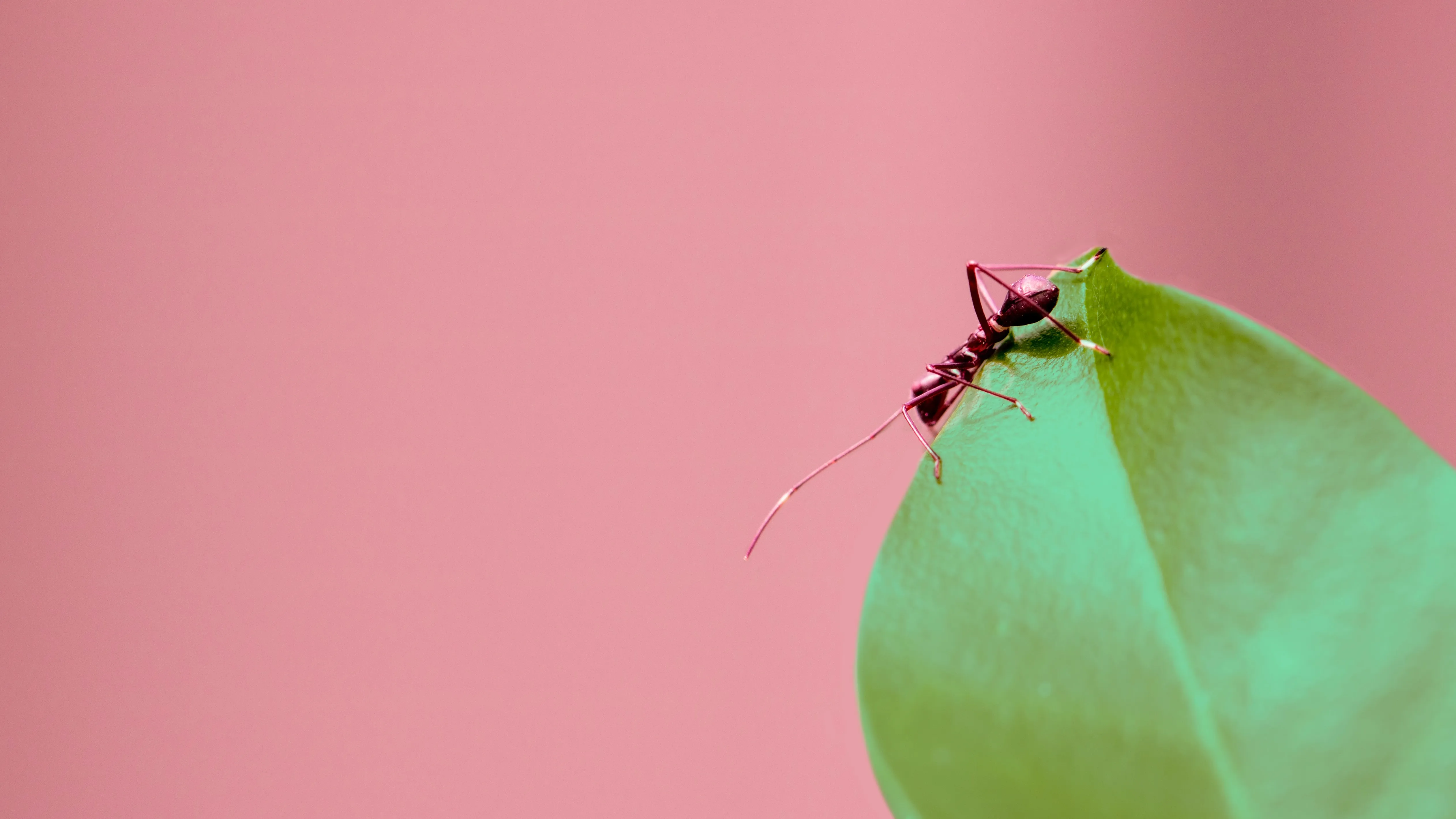 Comment Fabriquer Un Anti Fourmis Naturel Et Efficace Comment Fabriquer Un Anti Fourmis Naturel Et Efficace