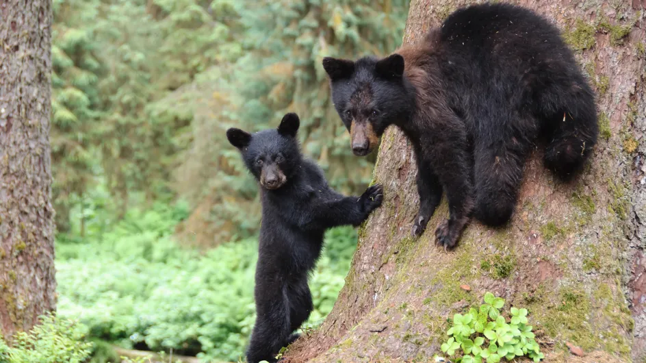 Le gouvernement Trump s'apprête à autoriser la chasse des ours dans leur tanière