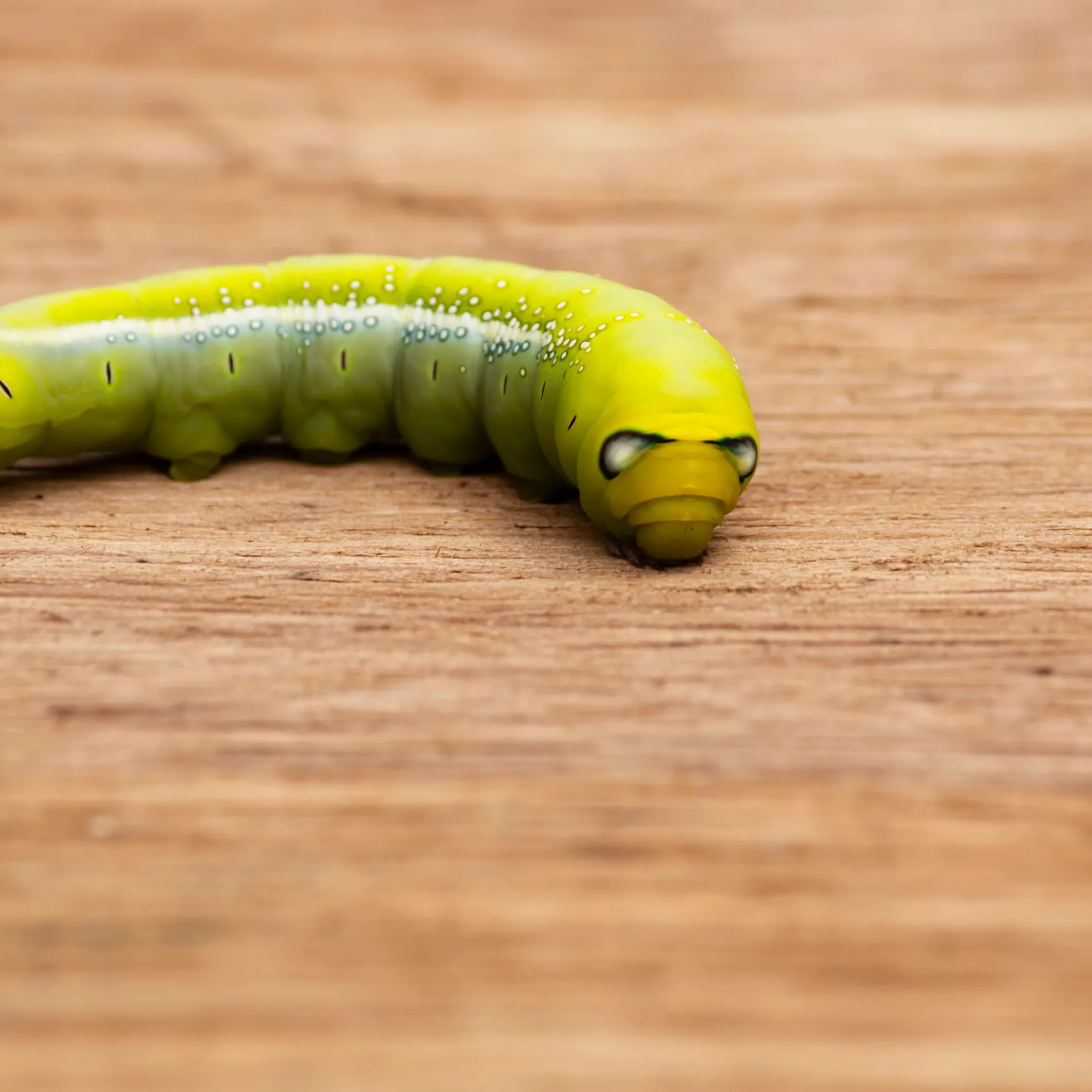 Sognare Vermi Significato E Interpretazione Del Sogno