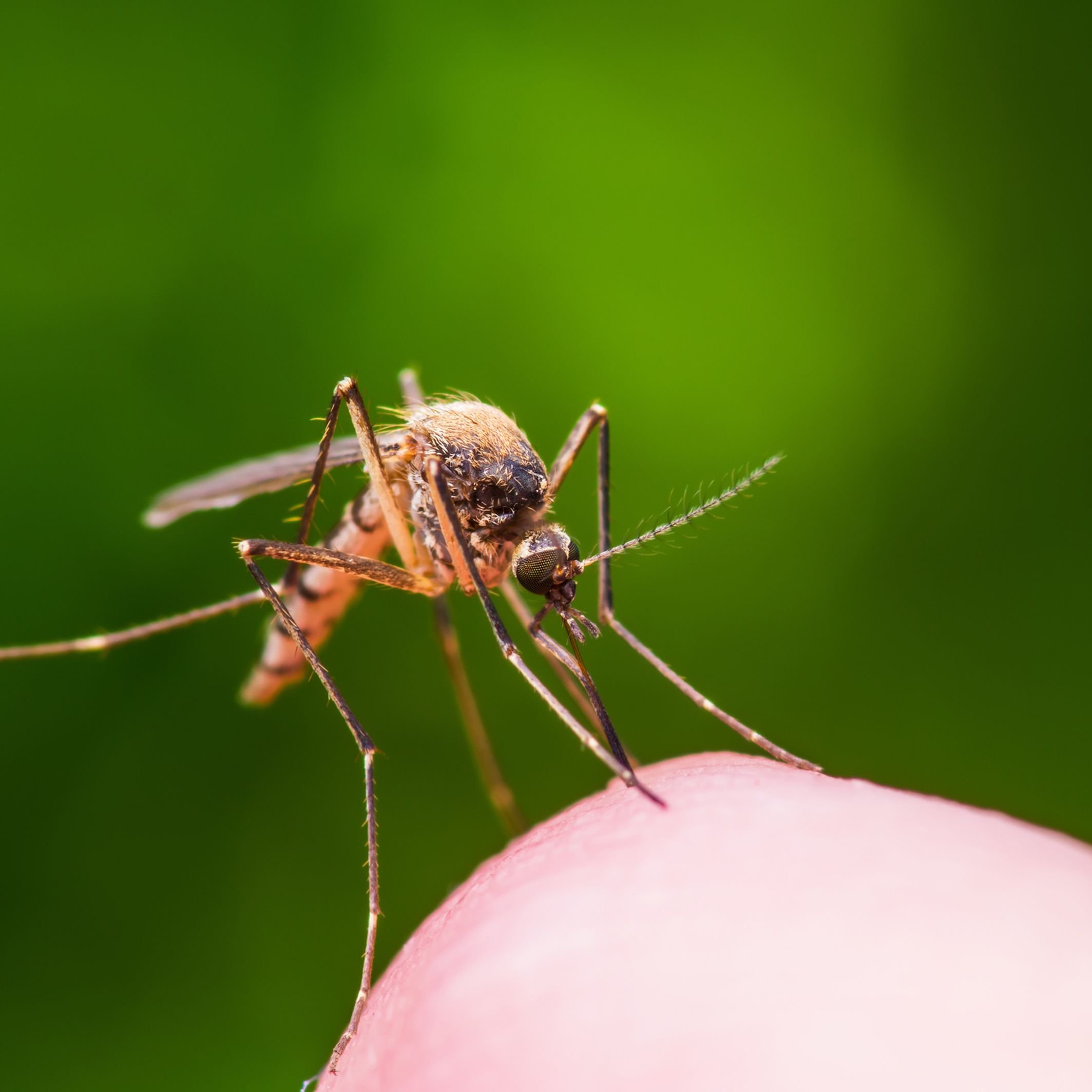 5 répulsifs naturels contre les moustiques
